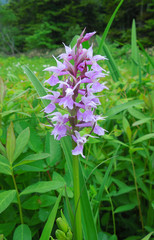 湿原に咲くハクサンチドリ