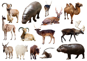 Obraz premium hippo and other Artiodactyla mammal animals