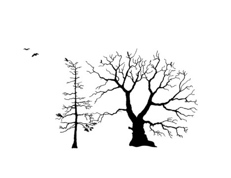 Trees with ravens
