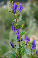 トリカブトの花