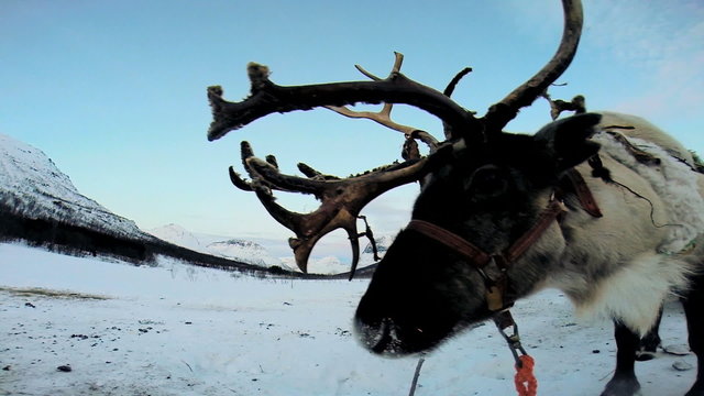 Close up majestic grey horned Reindeer resting tourist sledge ride Scandinavia