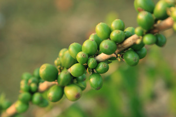 Coffee beans on plant