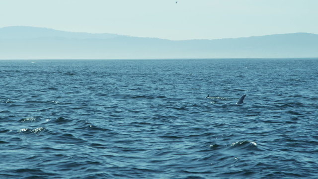 Humpback Whales ocean mammal swimming blow hole coastline, USA