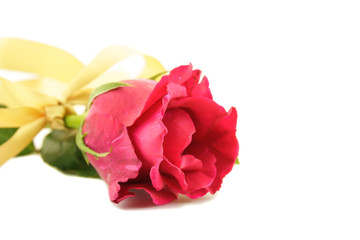 Red roses and yellow ribbons isolated on white background.