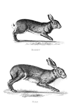 Victorian engraving of a rabbit and hare.