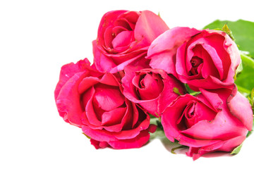 Red roses isolated on a white background.