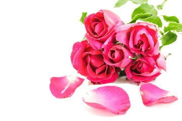 Red roses isolated on a white background.