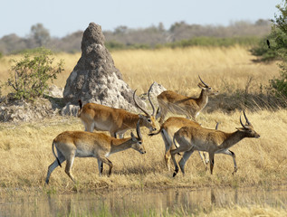 Africa Botswana Okavango  delta  herd of  lechwe