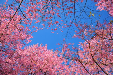 Superb Pink Cherry Blossoms