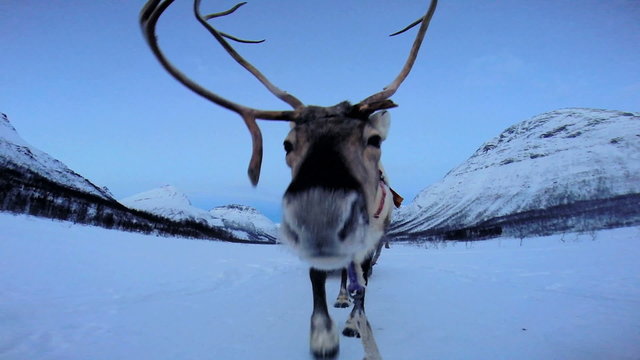 POV Norwegian Sledge Reindeer  animal working pet snow  sunset landscape 