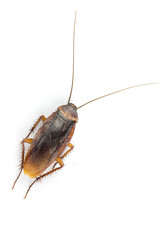 Close up cockroach isolated on white