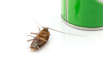 Dead cockroach isolated on a white background.