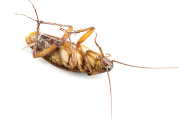 Dead cockroach isolated on a white background.