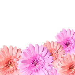 blooming beautiful pink flower isolated on white background