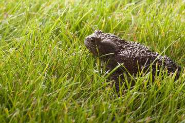 frog sitting on green grass