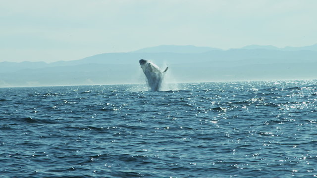 Breaching Humpback Whale Pacific Ocean mammal, coastline, California, USA