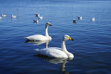 白鳥の湖