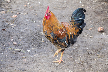 Walking cock