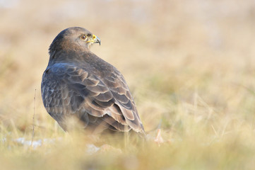 Common buzzard Buteo buteo
