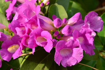 Naklejka premium violet flower