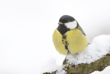 Great tit (Parus major)