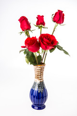 red rose on white background.