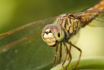 Dragonflies in Nature