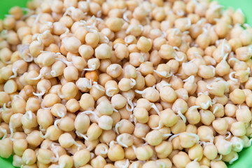 sprouted chickpeas closeup