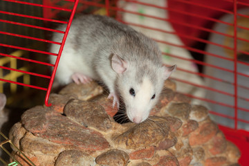 domestic rat closeup