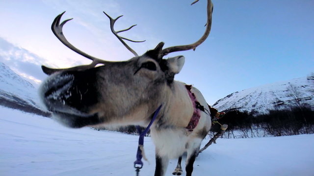 POV Norwegian Reindeer working tourists sunset snow covered Norway Scandinavia
