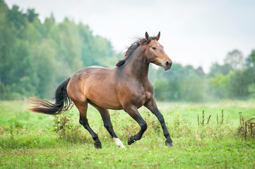 Beautiful bay horse running on the pasture in summer