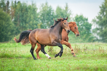 Plakaty  Dwa konie biegające latem po pastwisku