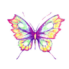 butterfly424
