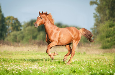 Fototapeta na wymiar Beautiful red horse running on the pasture in summer