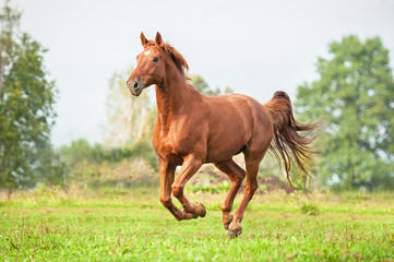 Beautiful red horse running on the pasture in summer