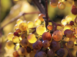 Riesling-Trauben