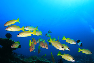 Fototapeta na wymiar School yellow fish: Snappers