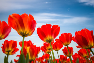 red tulips against a blue sky