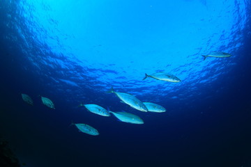 Fish school underwater