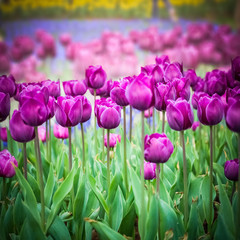purple tulips closeup in the park