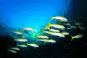 Fototapeta premium School yellow fish: Goatfish