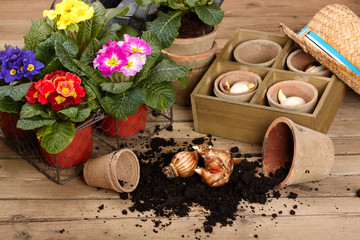 gardening tools and beautiful pink primula in flowerpot