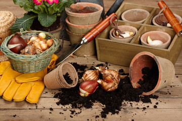Flower bulbs, pots on wooden table