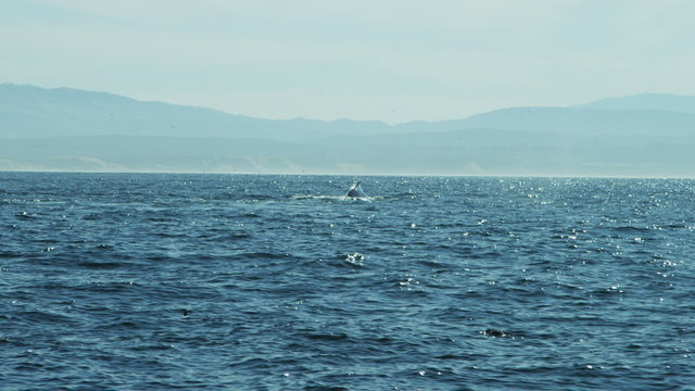 Humpback whales tail Fluke California coastline, endangered, Pacific ocean, USA