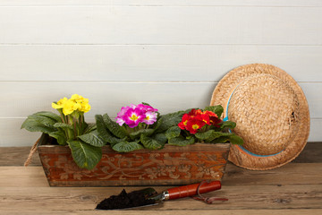 gardening tools and beautiful pink primula in flowerpot