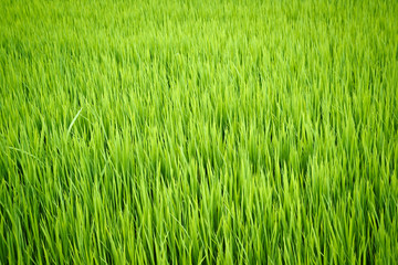 rice plant in paddy field