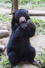 Picture of Malayan sun bear