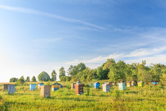 Rural bee-garden with several hives