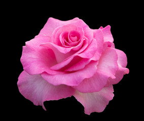 pink rose isolated on black  background