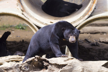 Picture of Malayan sun bear